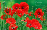 Poppies. France