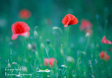 Poppies