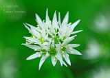 Ramsons ( Wild Garlic)