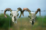 Sheep Skulls