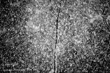 Snow  On  Birch