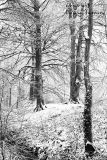 Snow  in  the  woods. Co. Leitrim