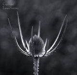 Teasel
