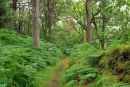 Forest Trail. Gleniff. Co. Sligo.