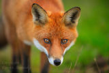 Wary  Fox