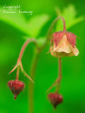 Water Avens