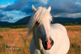 White  Stallion. Sligo