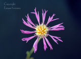 Wildflower. France