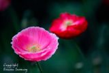 Papaver  2