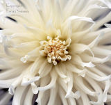 Dahlia  4