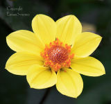Dahlia 6