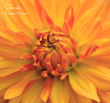 Dahlia 7