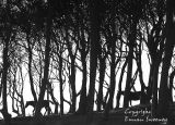 Wood n, Horses