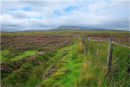 Heather. Cuilcagh Mountain. Co. Cavan