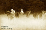 Galloping Horses. Co. Sligo