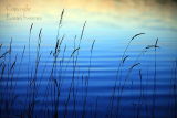 Reeds