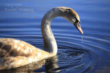 Adult  Swan