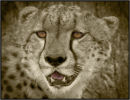Cheetah