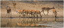 At the water hole