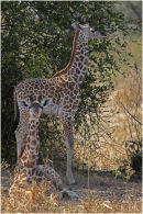 Two young giraffes