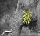 Elephant feeding