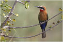 White fronted bee eater