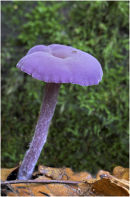 Amethyst Deceiver