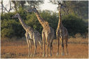 Three youngsters
