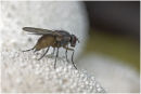 Fly on puffball