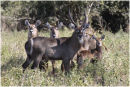 Waterbuck family