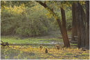 Baboons at the Ebony grove