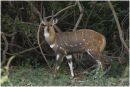 Bushbuck