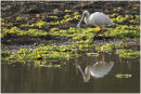 African Spoonbill