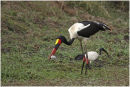 Saddle billed stork