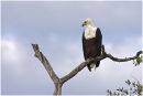 African fish eagle