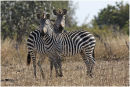 Two Zebras