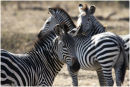 Three Zebras