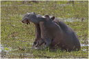 Hippo sizing up the competition