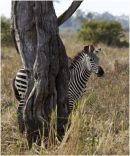 Zebra hiding