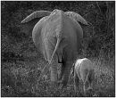 Mother and calf