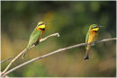 Little bee eaters