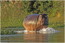 Hippo stand off