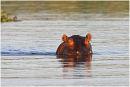 Hippo eyes and ears