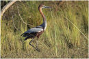 Goliath Heron