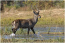 Lone Waterbuck