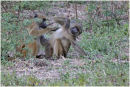 Male grooming
