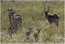 Waterbuck and Impala