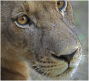 Lion cub