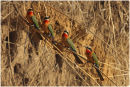 White fronted bee eaters