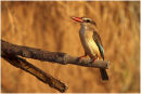Brown hooded kingfisher